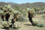 13JoshuaTree - 43